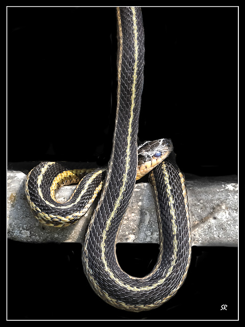 Butler`s Garter snake.