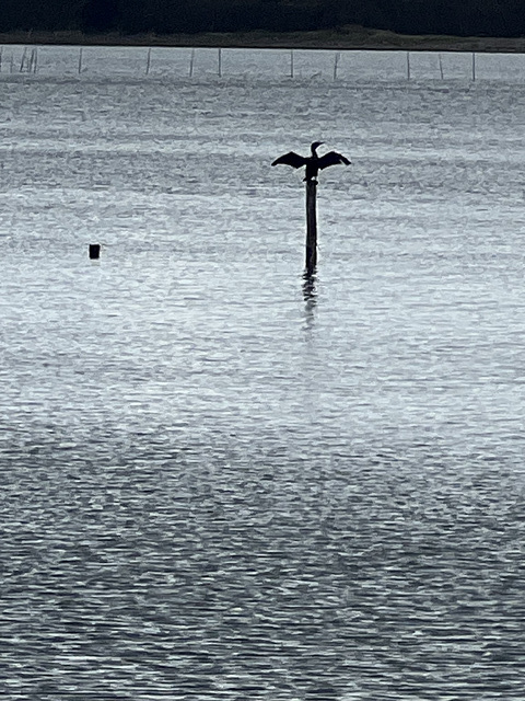 bird at Lubec