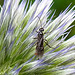 20230719 2664CPw [D~LIP] Kugeldistel, Brackwespe (Braconidae agg), Bad Salzuflen