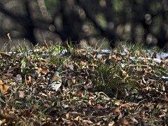 The finch seeks food in the leaves