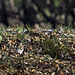 The finch seeks food in the leaves