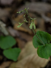 Neottia smallii (Appalachian Twayblade orchid)