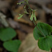 Neottia smallii (Appalachian Twayblade orchid)