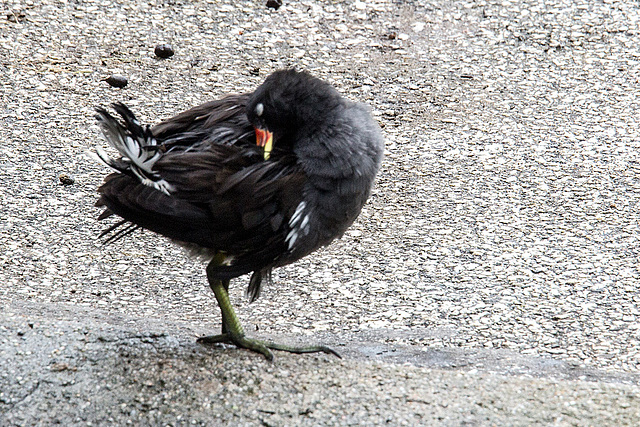 20160812 2159VRAw [D~ST] Teichhuhn [Gallinula chloropus), Zoo Rheine