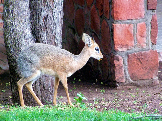 Damara Dikdik