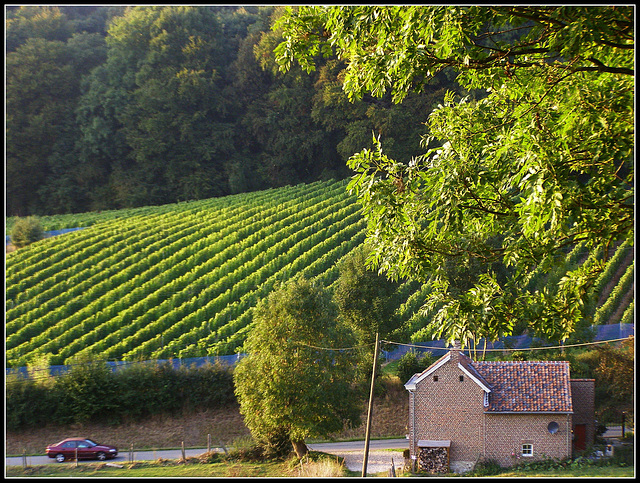 Belgian Wineyard