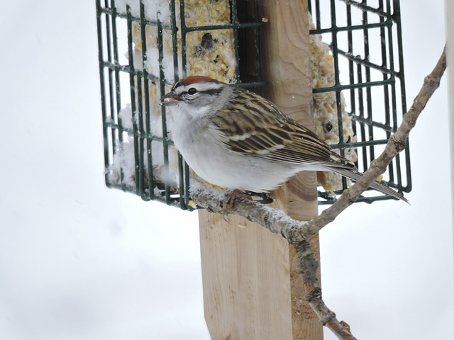 Chipping Sparrow