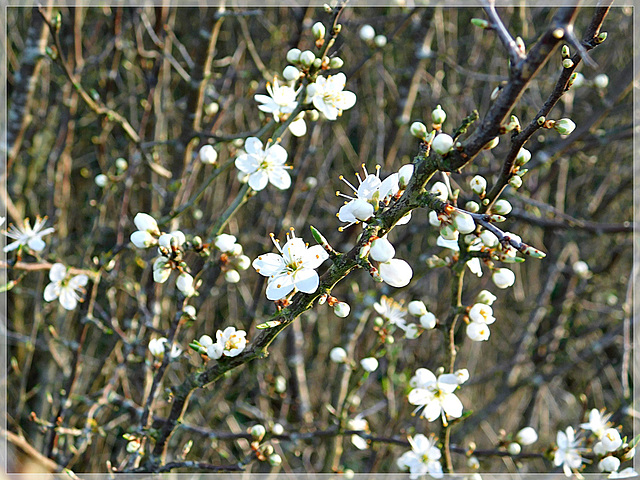 Aubépine au bord de Rance (22)