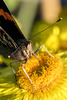 Feeding Time at the Straw Flower Cafe