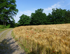 Auf dem Pyrmonter Felsensteig