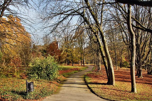 Rombergpark, Dortmund-Brünninghausen / 8.11.2020