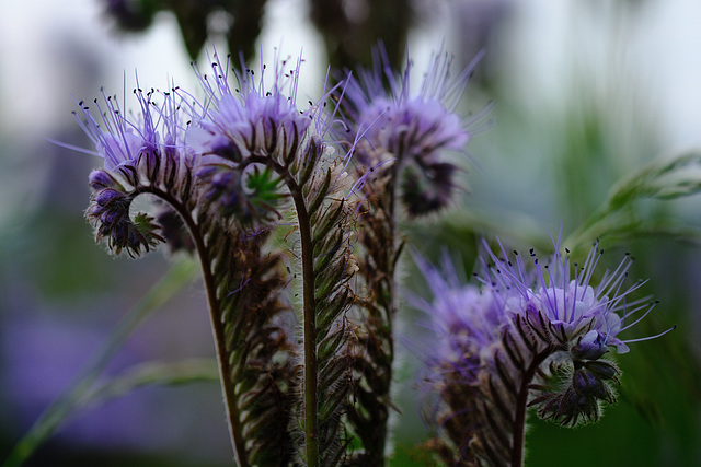 Phacelia