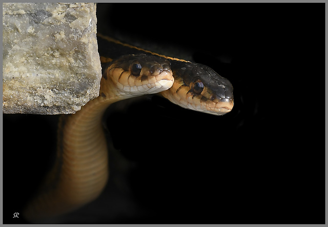 Wild Eastern garter snakes