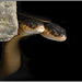 Wild Eastern garter snakes
