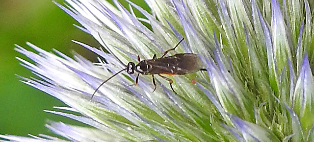 20230719 2665CPw [D~LIP] Kugeldistel, Brackwespe (Braconidae agg), Bad Salzuflen