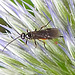 20230719 2665CPw [D~LIP] Kugeldistel, Brackwespe (Braconidae agg), Bad Salzuflen