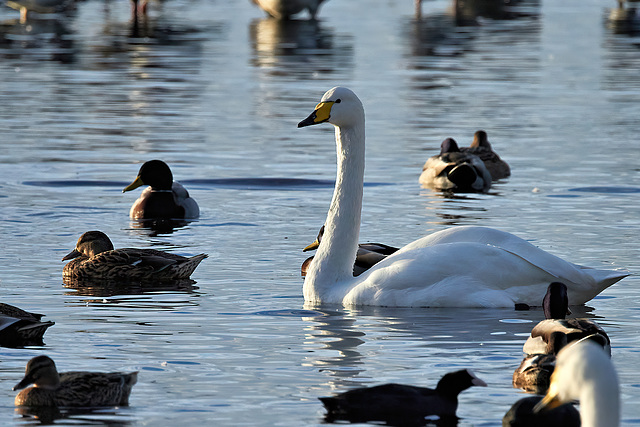 Whooper Swan - Cygnus cygnus