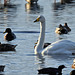 Whooper Swan - Cygnus cygnus