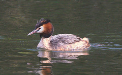 EF7A3553 Great Crested Grebe EF7A3553 Great Crested Grebe