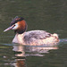 EF7A3553 Great Crested Grebe