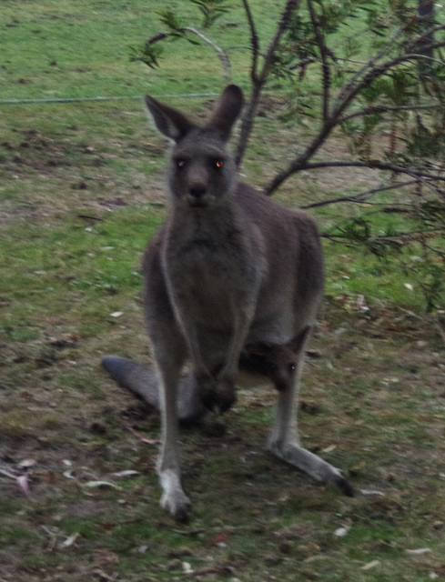 zombie kangaroo & joey