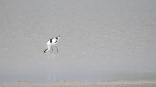 20170517 1495CP~V [H] Säbelschnäbler, Neusiedler See, [Fertöüjlak]