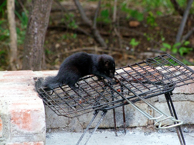 Auf`m Grill: Schwarze Manguste :)