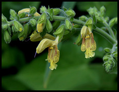 Salvia glutinosa - sauge glutineuse