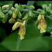 Salvia glutinosa - sauge glutineuse