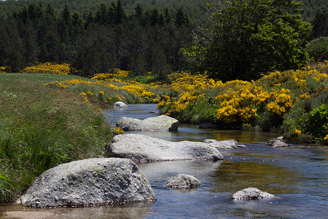 Tarn