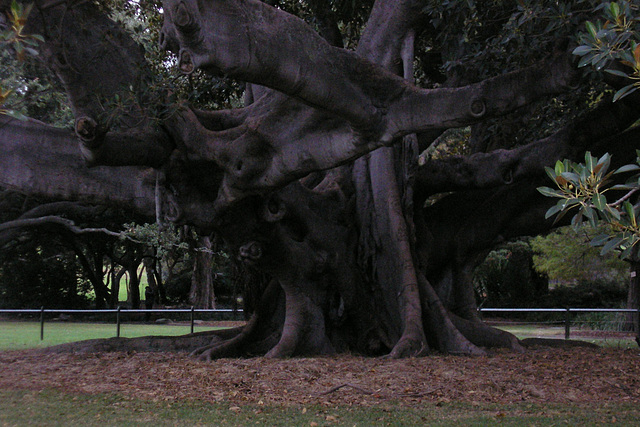 Royal Botanic Gardens