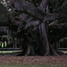 Royal Botanic Gardens