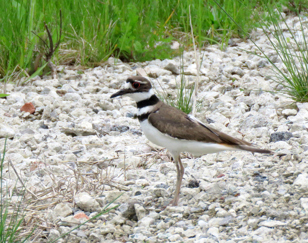 Killdeer on alert, I came too close to her nest.