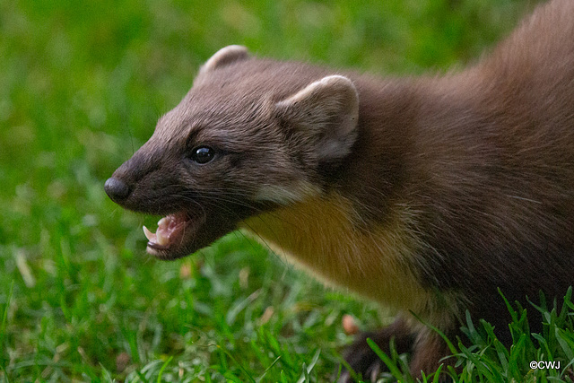 The Pine Marten having Sunday morning breakfast