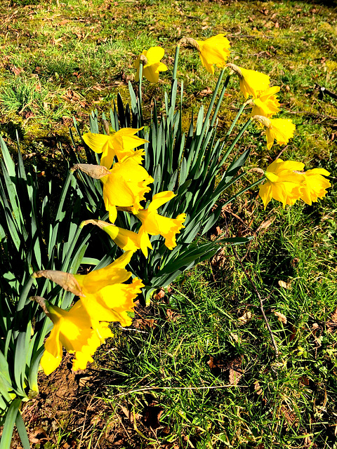 Der Frühling kommt...