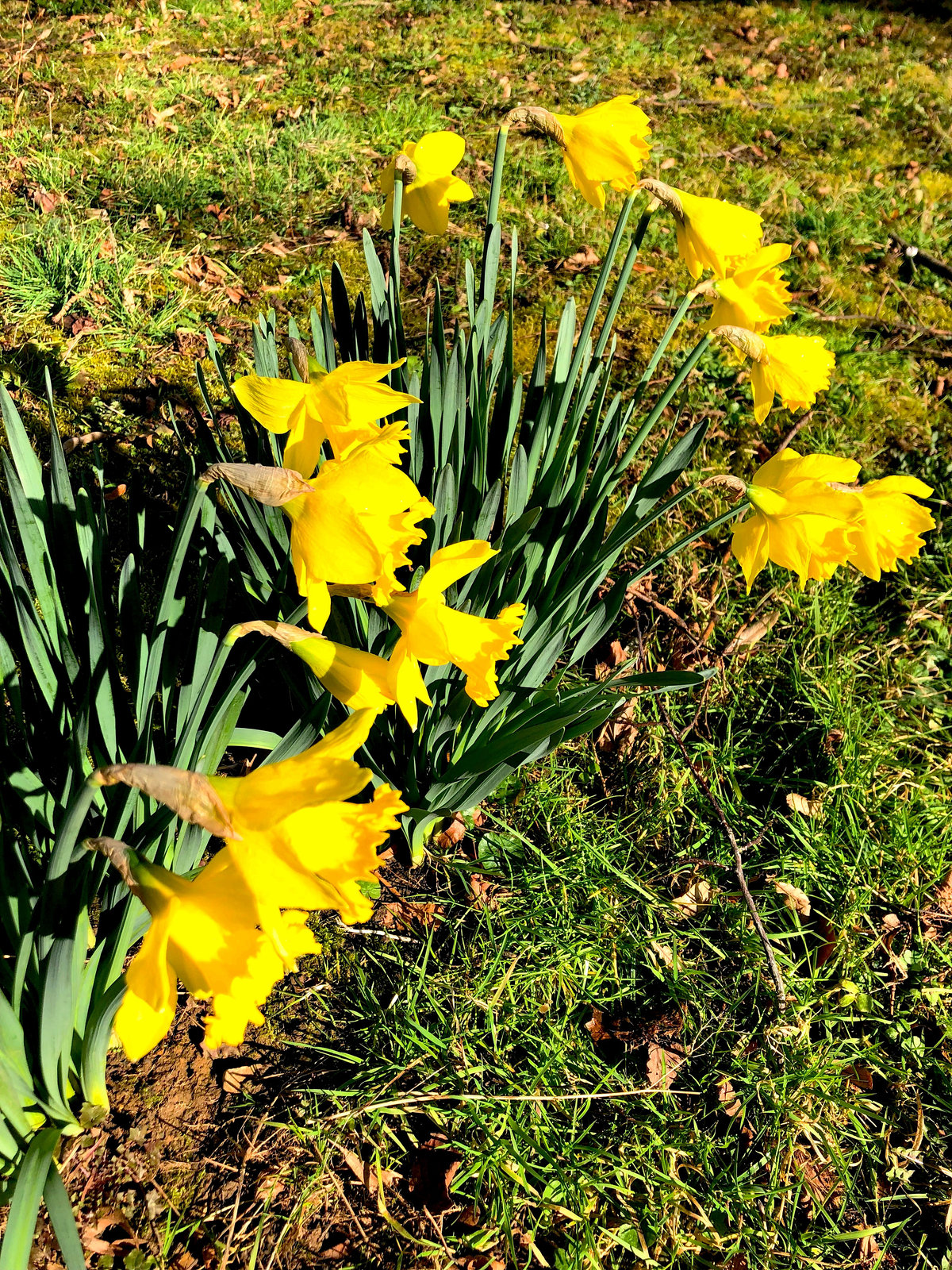 Der Frühling kommt...