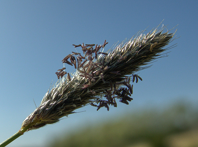 Grass 1 Grass 1
