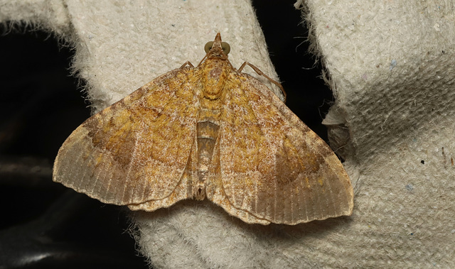 Moth IMG 5832