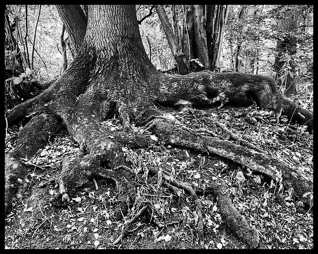 tree roots