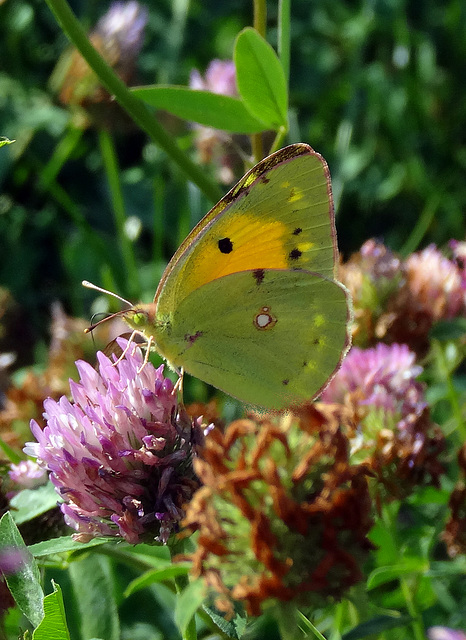 Clouded yellow on red clover