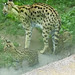 20210729 2174CP~V [D~OS] Serval, Zoo Osnabrück