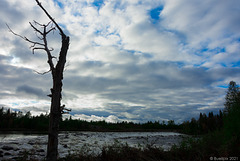 am Gubbseleforsen bei Vilhelmina (© Buelipix)