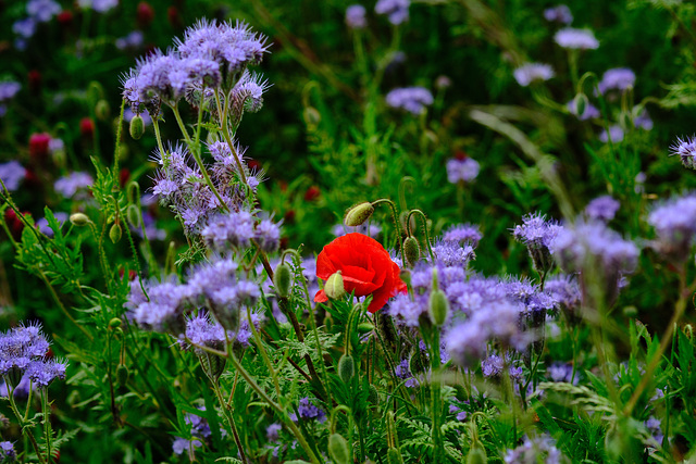 Mohn und Phacelia