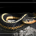 Wild Eastern garter snake