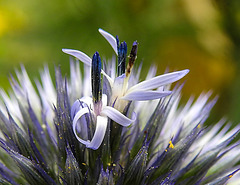 20230719 2666CPw [D~LIP] Kugeldistel (Echinops bannaticus), öffnen der Blüten, Bad Salzuflen