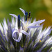 20230719 2666CPw [D~LIP] Kugeldistel (Echinops bannaticus), öffnen der Blüten, Bad Salzuflen