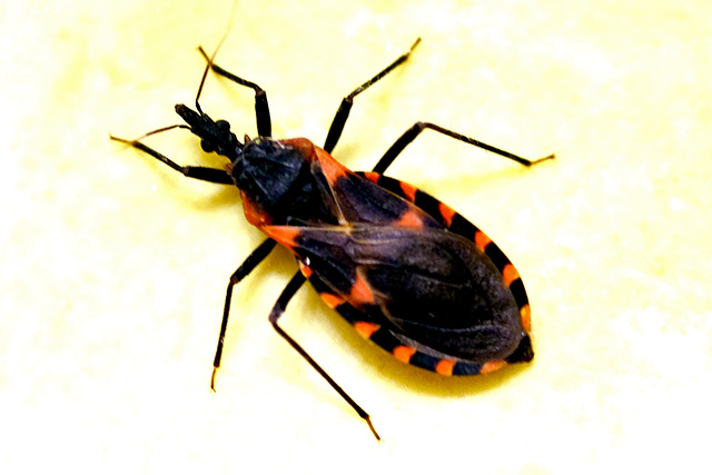 This bug can kill you