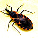 This bug can kill you