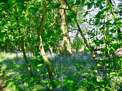 Bluebells in New Park Wood in early June 2008