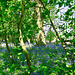 Bluebells in New Park Wood in early June 2008